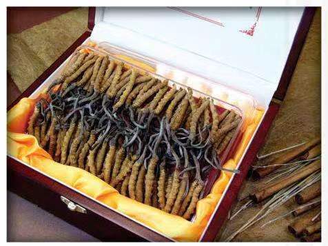 保城镇冬虫夏草回收